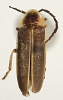 Lucidota marginipennis