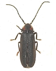 Lucidota punctata