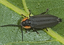 Lucidota sp.