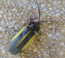 Lucidota sp