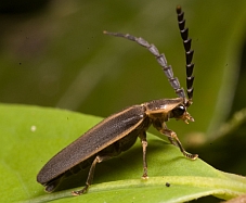 Lucidota sp