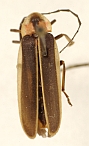 Lucidota subdubitata