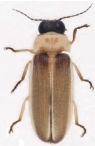 Luciola aquatilis