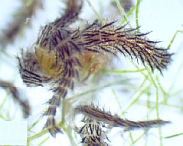 Luciola aquatilis