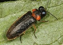 Luciola filiformis