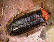 Luciola lusitanica