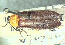 Luciola trilucida