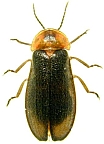 Luciola unmunsana