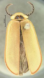 Matheteus theveneti