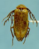 Ototretadrilus longicornis