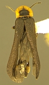 Paraphausis