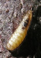 Phausis reticulata