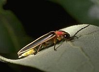 Photinus pyralis