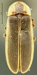 Photinus ablucens