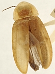 Photinus amplus