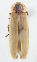 Photinus ardens