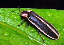 Photinus carolinus