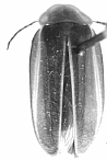 Photinus_chamelensis