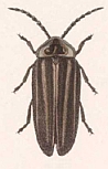 Photinus congruus