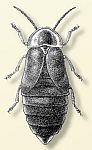 Photinus extensus