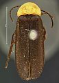 Photinus flavicollis