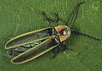 Photinus ignitus