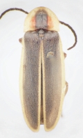 Photinus indictus