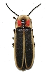 Photinus knulli