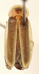 Photinus lengi