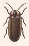 Photinus lunicollis