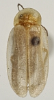 Photinus lutzi