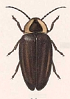 Photinus meteoralis