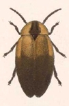 Photinus ovatus