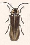 Photinus perelegans