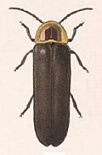 Photinus productus