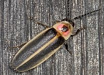 Photinus pyralis