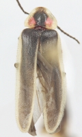 Photinus sabulosus