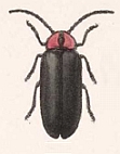 Photinus sanguinicollis