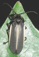 Photinus sp.