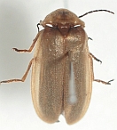 Photinus sp.