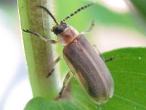 Photinus sp.