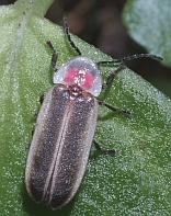 Photinus sp.