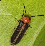 Photinus sp.