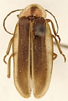 Photinus sublateralis