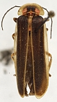 Photinus turquino