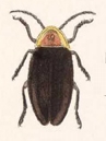 Photuris collaris