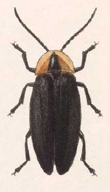 Photuris discicollis