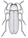 Photuris fulvipes