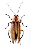 Photuris lucidicollis