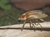 Photuris sp.